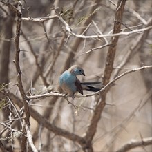 Blue Astrild, Limpopo, South Africa, Africa