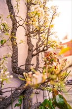 Blossoming branches of a tree in spring in sunshine against a bright background, spring, Nagold,