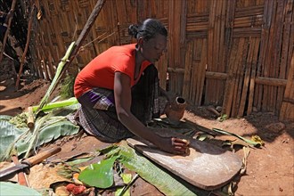 South Ethiopia, among the Dorze people, woman processes the mass of the ground false banana, which