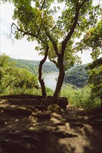 View through 2 trees of ships on the Rhine from the rock of the Loreley. St. Goarshausen Rhineland