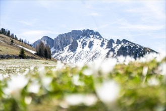Alpine meadow, Austria, Europe