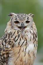 Bengal Eagle Owl (Bubo bengalensis, Bubo bubo bengalensis), captive, occurrence in Asia