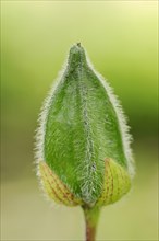 Manioc bisameibisch (Abelmoschus manihot, Hibiscus manihot), fruit stand, native to Asia