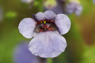 Twinspur (Diascia vigilis), flower, native to South Africa, ornamental plant, North