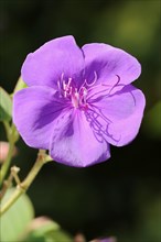 Princess flower or glossy tibouche (Tibouchina urvilleana), flower, native to Brazil, ornamental