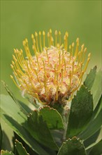 Pincushion protea or tree pincushion (Leucospermum conocarpodendron), flower, native to South