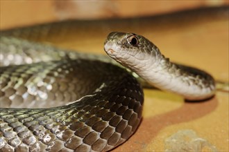 Olive-coloured sand snake or Mozambique sand snake (Psammophis mossambicus), captive, occurring in