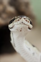 Royal python (Python regius), captive, occurring in Africa