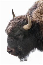 European bison (Bison bonasus) in winter, head portrait, Rhineland-Palatinate, Germany, Europe