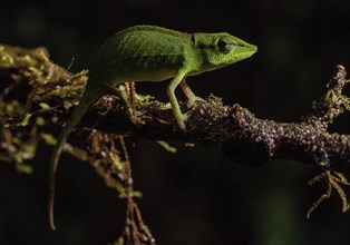 A green chameleon on a moss-covered branch in a dark forest, well camouflaged, Madagascar, Africa
