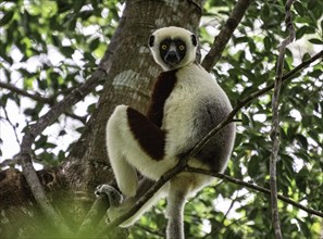 A lemur sits on a tree branch, surrounded by green foliage, and looks curiously, Madagascar, Africa