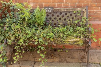 Bench overgrown with plants, pavement, old town centre, Lauenburg, Schleswig-Holstein, Germany,