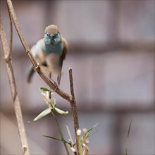 Blue Astrild, Limpopo, South Africa, Africa