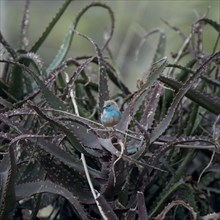 Blue Astrild, Limpopo, South Africa, Africa