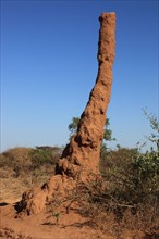 South Ethiopia, Omo Region, termite mound, termite burrow, Ethiopia, Africa