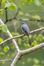 Grey wagtail (Motacilla cinerea), calling, Rhineland-Palatinate, Germany, Europe