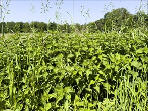 Stinging nettles (Urtica) at the edge of a field with oat grass, North Rhine-Westphalia, Germany,