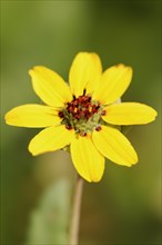 Chocolate flower (Berlandiera lyrata, Berlandiera incisa), flower, native to North America