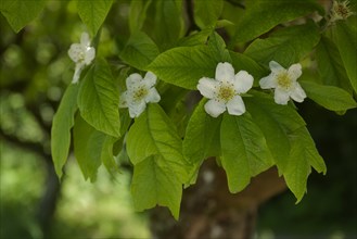 Flowering medlar (Mespilus germanicus), rose plant, Hohenlohe, Heilbronn-Franken,