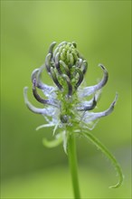 Black rampion (Phyteuma nigrum), flower, North Rhine-Westphalia, Germany, Europe