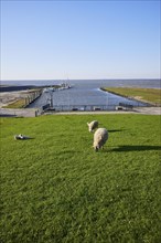 Sheep on the dyke and the harbour with the North Sea near Tetenbuell, North Friesland district,