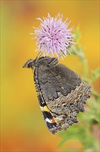 Small tortoiseshell (Nymphalis urticae, Aglais urticae), North Rhine-Westphalia, Germany, Europe