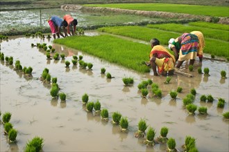 Women working in a rice field, Jharkhand, India, Asia
