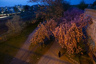 Germany, Berlin, 08.04.2024, Cherry blossom Norwegerstrasse /Norwegerweg, (Bornholmer Strasse /