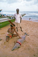 Fisherman cutting a dolphin, meat for the local low caste hindus, beach on the Gulf of Bengal,