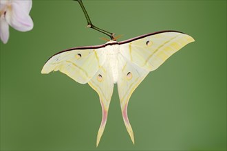 Indian luna moth (Actias selene), male, captive, occurrence in Asia