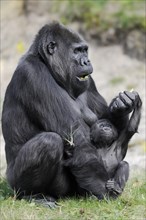 Western lowland gorilla (Gorilla gorilla gorilla), female with young, captive, occurring in Africa