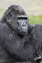 Western lowland gorilla (Gorilla gorilla gorilla), female, captive, occurring in Africa