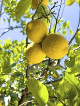 Three large lemons (Citrus limon) hanging on a lemon tree, Crete, Greece, Europe