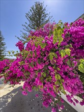 Large shrub of Bougainvillea (Bougainvillea glabra) triplet flower, Crete, Greece, Europe
