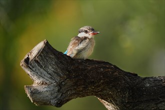 Streifenliest, Limpopo, South Africa, Africa