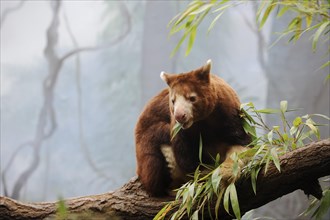 Matschie's tree-kangaroo (Dendrolagus matschiei), captive, occurring in New Guinea