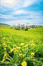 A flower meadow with yellow blossoms and scattered trees in the background under a blue sky,