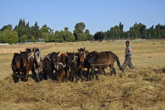 Horses are trampling flaxseeds, Oromia region, Ethiopia, Africa
