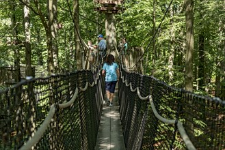 Sporty woman, tourist in treetop path, suspension bridges, ropes, nets, beech forest, family