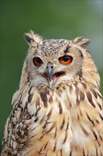 Bengal Eagle Owl (Bubo bengalensis, Bubo bubo bengalensis), captive, occurrence in Asia