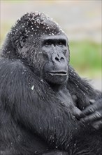 Western lowland gorilla (Gorilla gorilla gorilla), female, captive, occurring in Africa