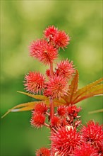 Castor oil plant (Ricinus communis), fruit stand, North Rhine-Westphalia, Germany, Europe