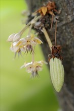Cocoa tree (Theobroma cacao), flowers and fruit on the tree