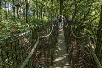Woman on suspension bridge treetop path and climbing forest, platforms, ropes, rope ladders, beech