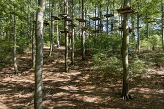 Platforms, ropes, rope ladders, suspension bridges, beech trees in the climbing forest, beech