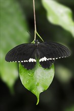 Common Mormon or Common Mormon (Papilio polytes), male, captive, occurring in Asia