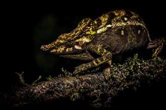 A chameleon on a branch in a dark environment, showing textured skin and camouflage skills,