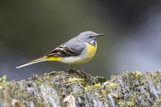 Grey wagtail (Motacilla cinerea), Rhineland-Palatinate, Germany, Europe