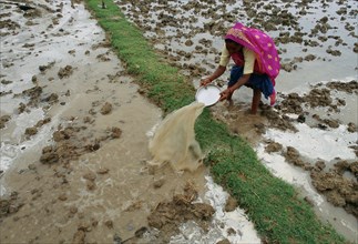 Nepalese woman transfering water from a field to another, rainy day in the Newar inhabited