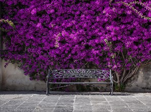 Bougainvillea, old town of Chipiona, Andalusia, Spain, Europe